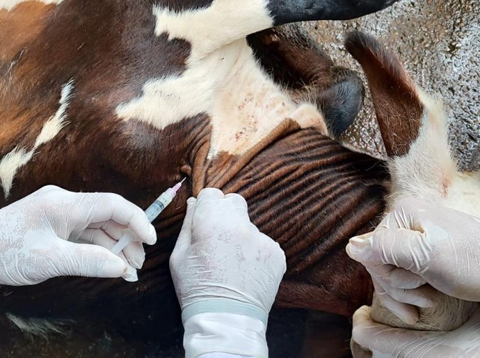 Vacinação contra brucelose deve imunizar 4 milhões de bezerras