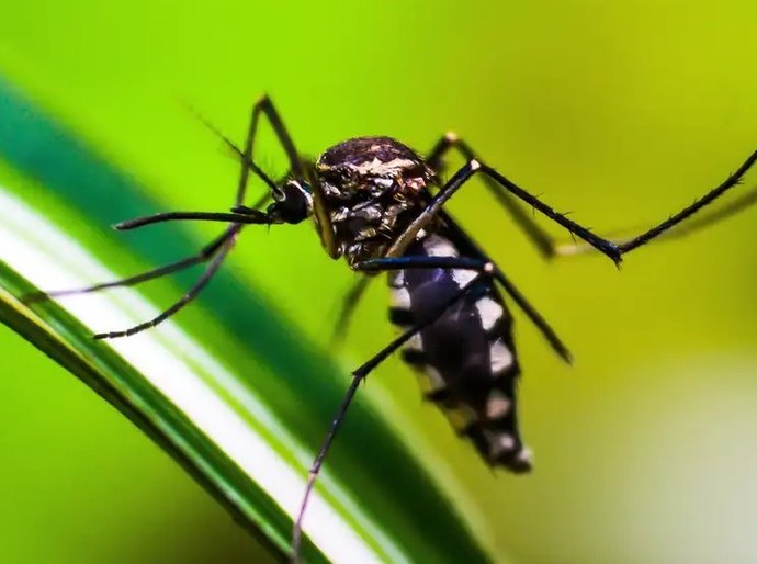 Estado do Rio de Janeiro decreta epidemia de dengue