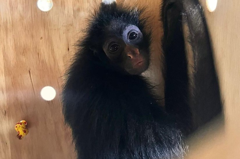 Quatro macacos são encaminhados pela Sema para santuário que abriga primatas ameaçados de extinção