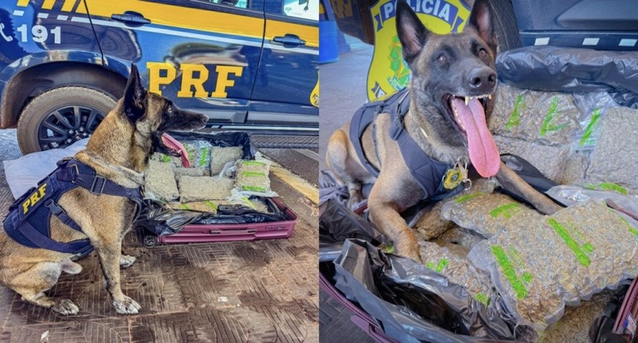 PRF apreende 11 kg de skunk em ônibus interestadual na BR-364 em Rondonópolis,MT