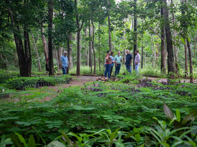Mais árvores, menos calor: Cuiabá aposta em novo modelo urbano