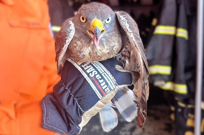 Bombeiros resgatam gavião-carijó ferido em Campo Verde, MT