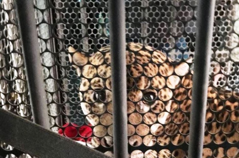 Queimadas no Pantanal: a luta pela sobrevivência do maior felino das Américas em meio aos incêndios