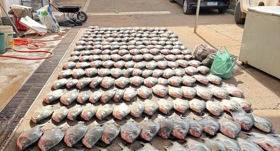 Polícia Civil apreende mais de 900 quilos de pescado irregular e desarticula esquema de pesca predatória em Cuiabá