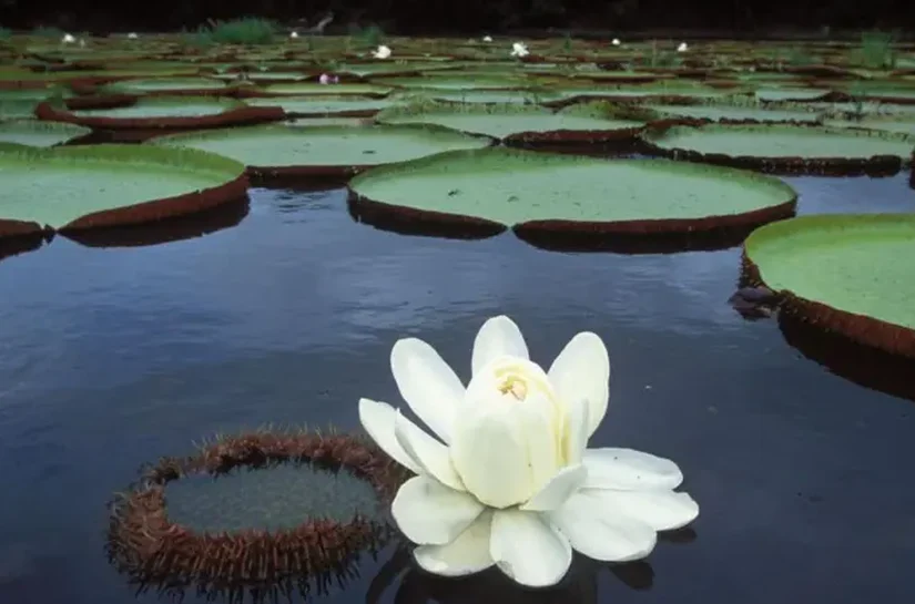 Vitória-régia, a planta amazônica que revolucionou a arquitetura e continua a inspirar inovações tecnológicas