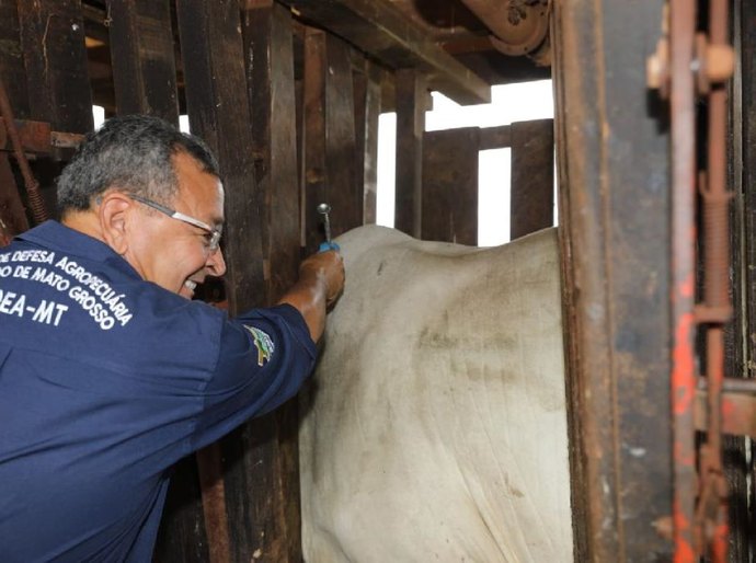 Mato Grosso encerra vacinação contra febre aftosa após 30 anos de imunização