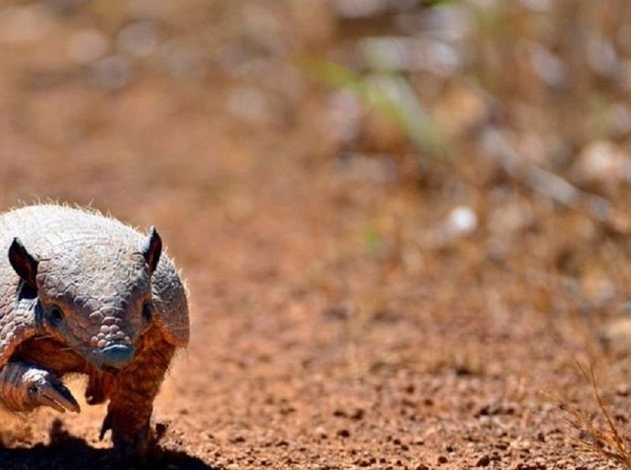 Com avanço do desmatamento, animais do Cerrado e da Amazônia perdem até 90% do habitat